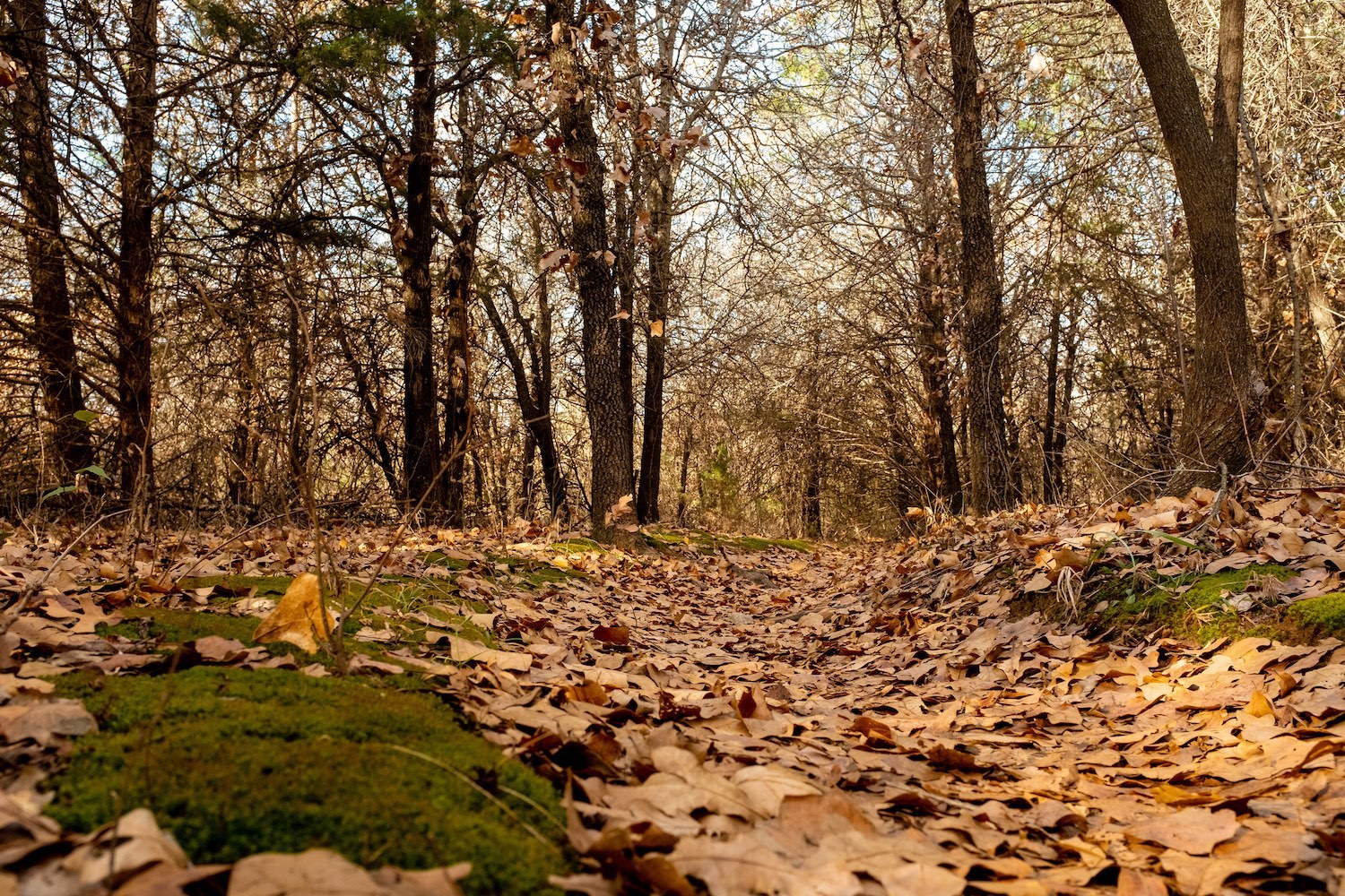 Cómo editar fotografías de paisajes y naturaleza con la Herramienta de Degradado Lightroom y las funciones de Máscara de Rango